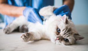 Dermatologia veterinaria a Modena