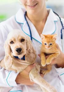 Cardiologia veterinaria a Modena